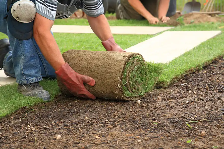 How long after installing sod can you walk on it Waterbury, CT