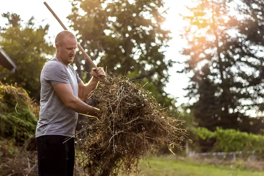 Efficient Yard cleanup in Waterbury, CT